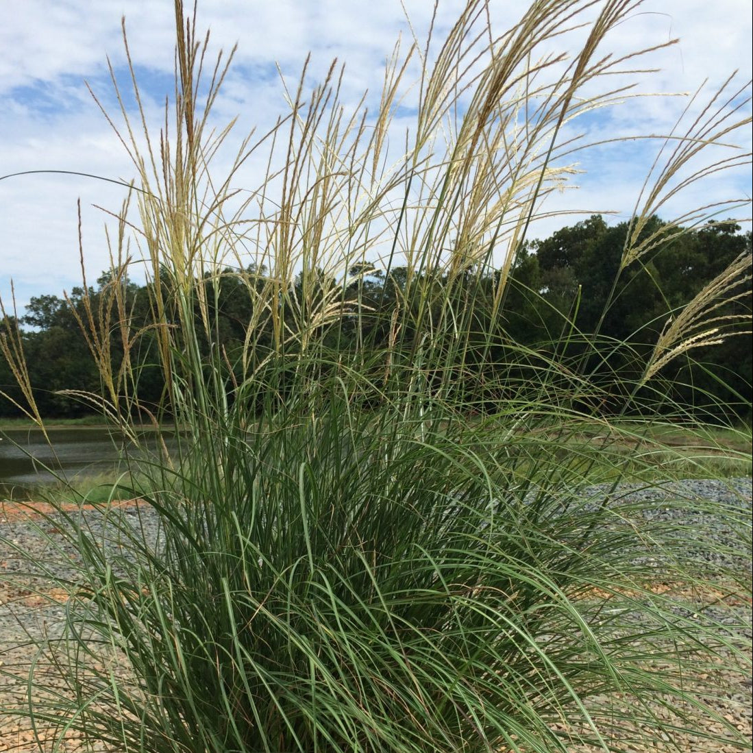 'Adagio' Maiden Grass