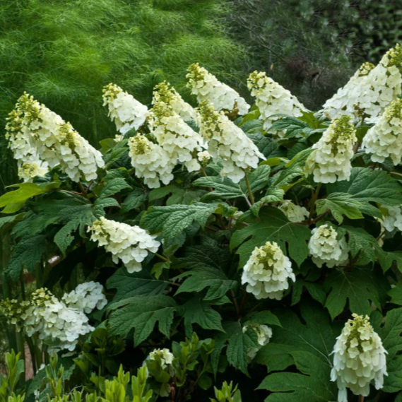 White flowering plant with green leaves against a blurred natural background
