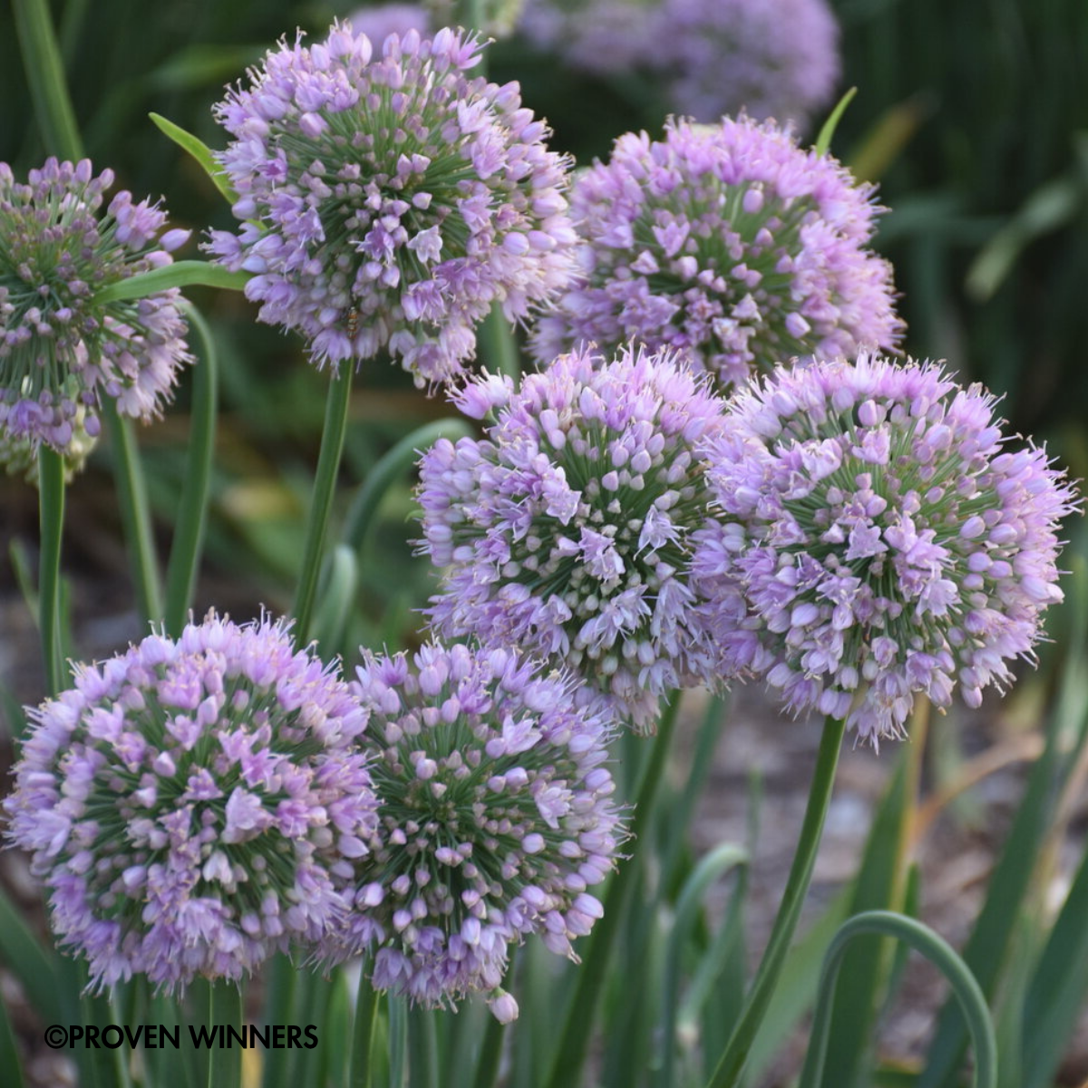 PERENNIAL Bubble Bath Ornamental Onion