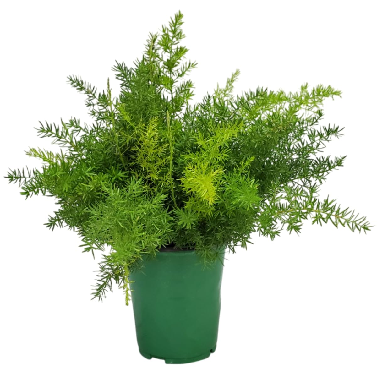 Springery FERN Asparagus Sprengeri densiflorus 4