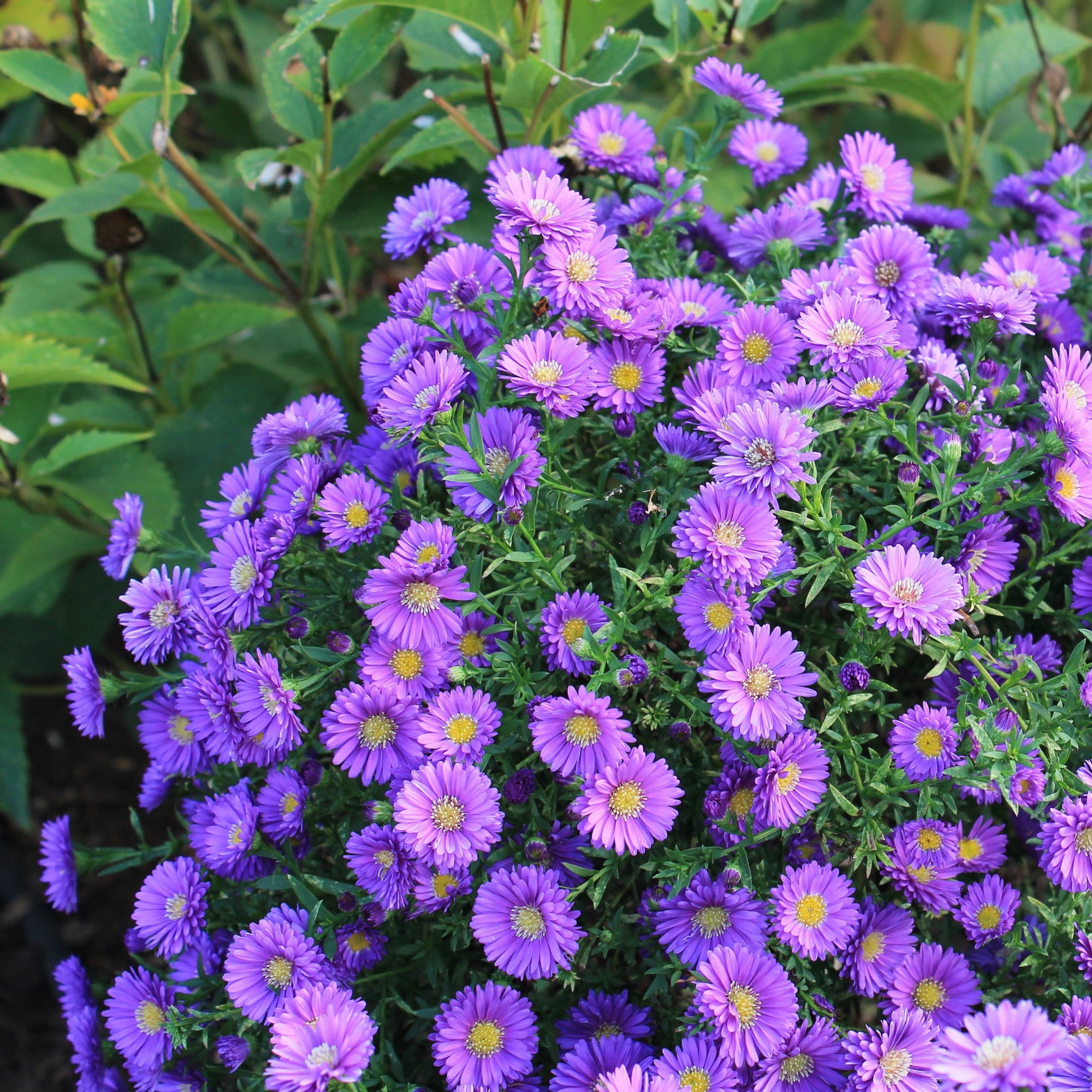 Purple aster flowers with green leaves