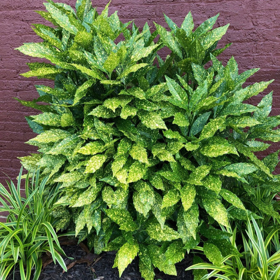 Green bush with variegated leaves against a brick wall