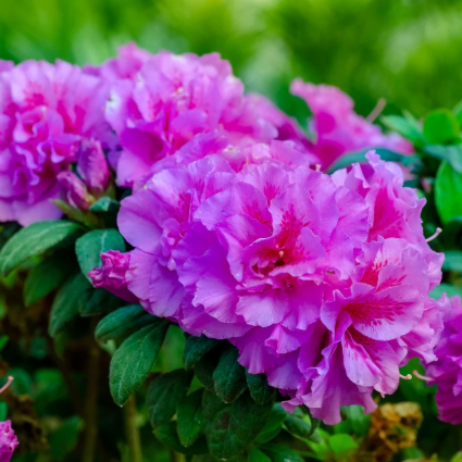 Autumn Majesty® Encore® Azalea