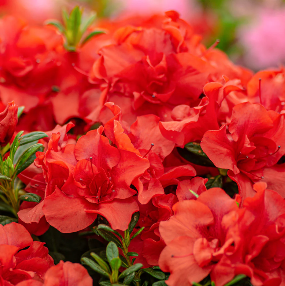Autumn Embers® Encore® Azalea