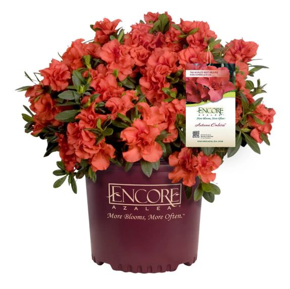 Autumn Embers® Encore® Azalea