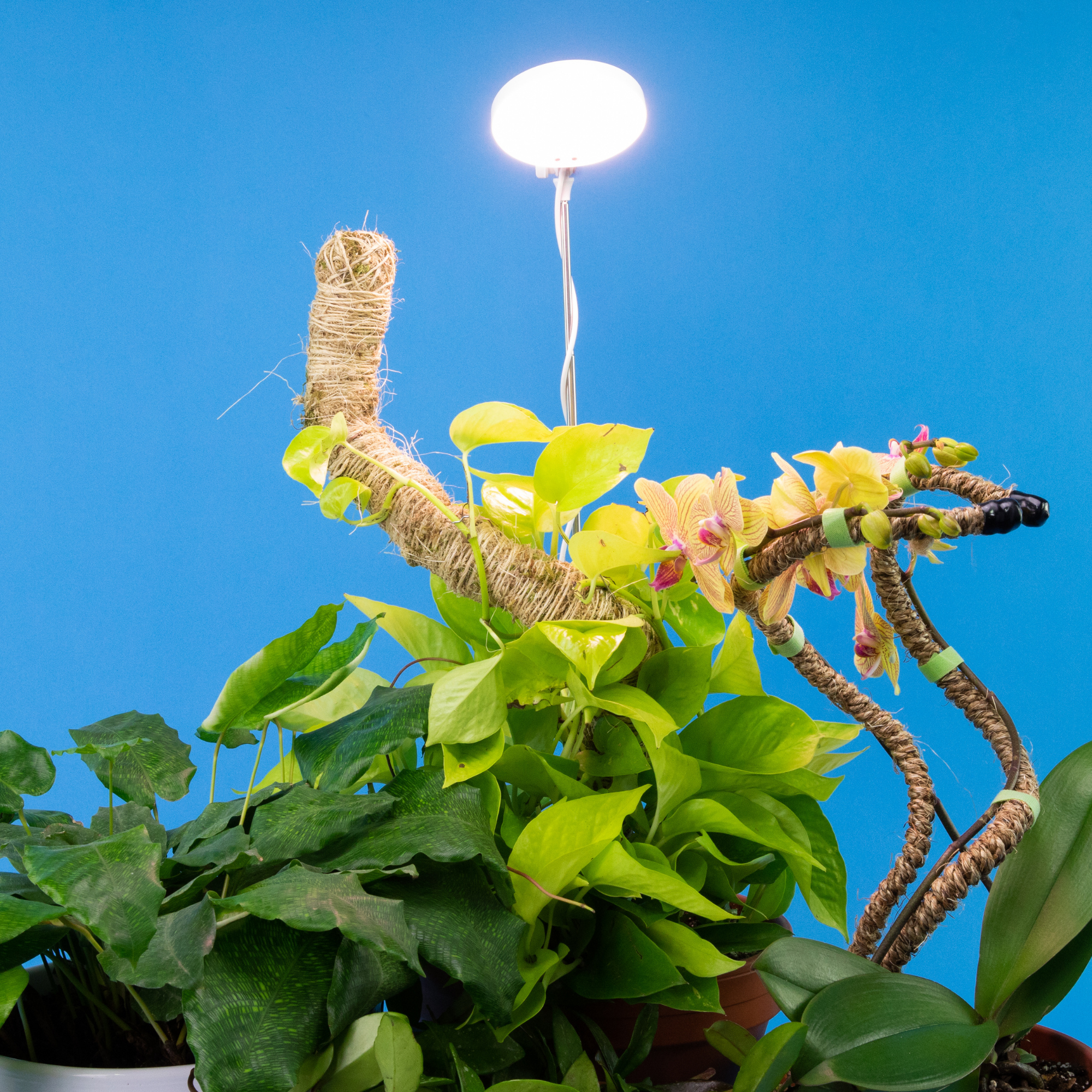 28" Adjustable LED Plant Light Grow Clip Lamp for Houseplant: White