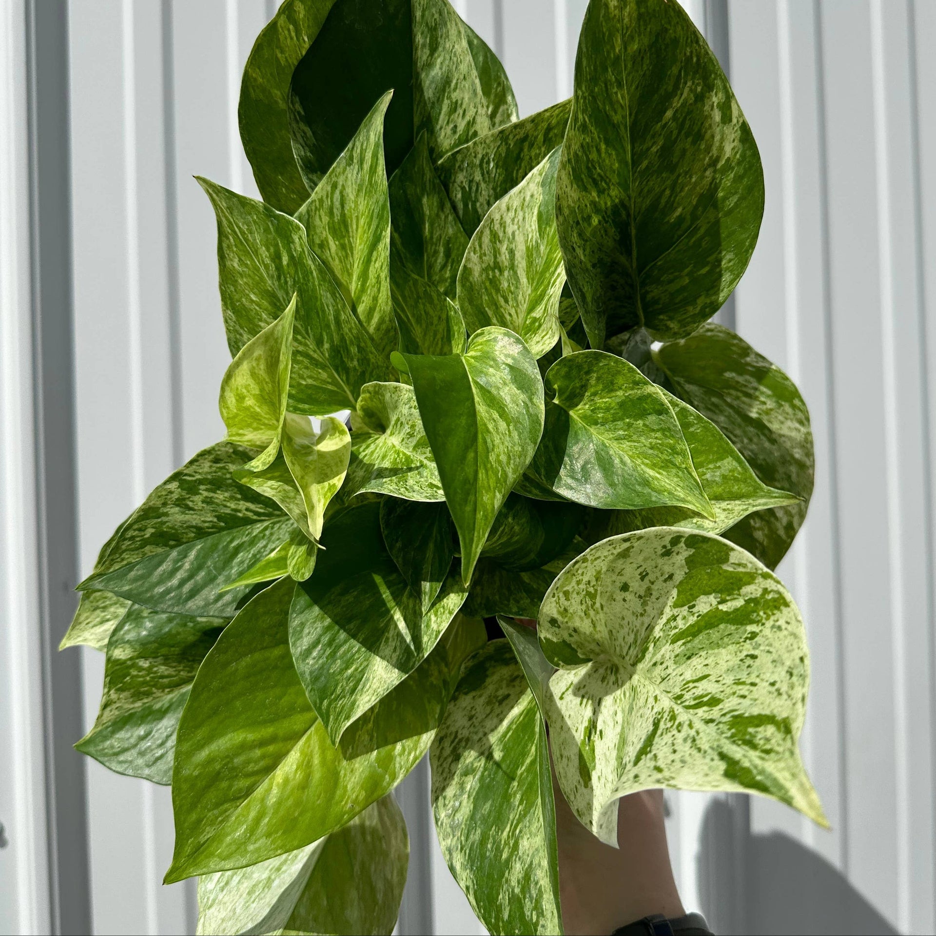 marble queen pothos toxic POTHOS Marble Queen 4" – Seedy's Plants