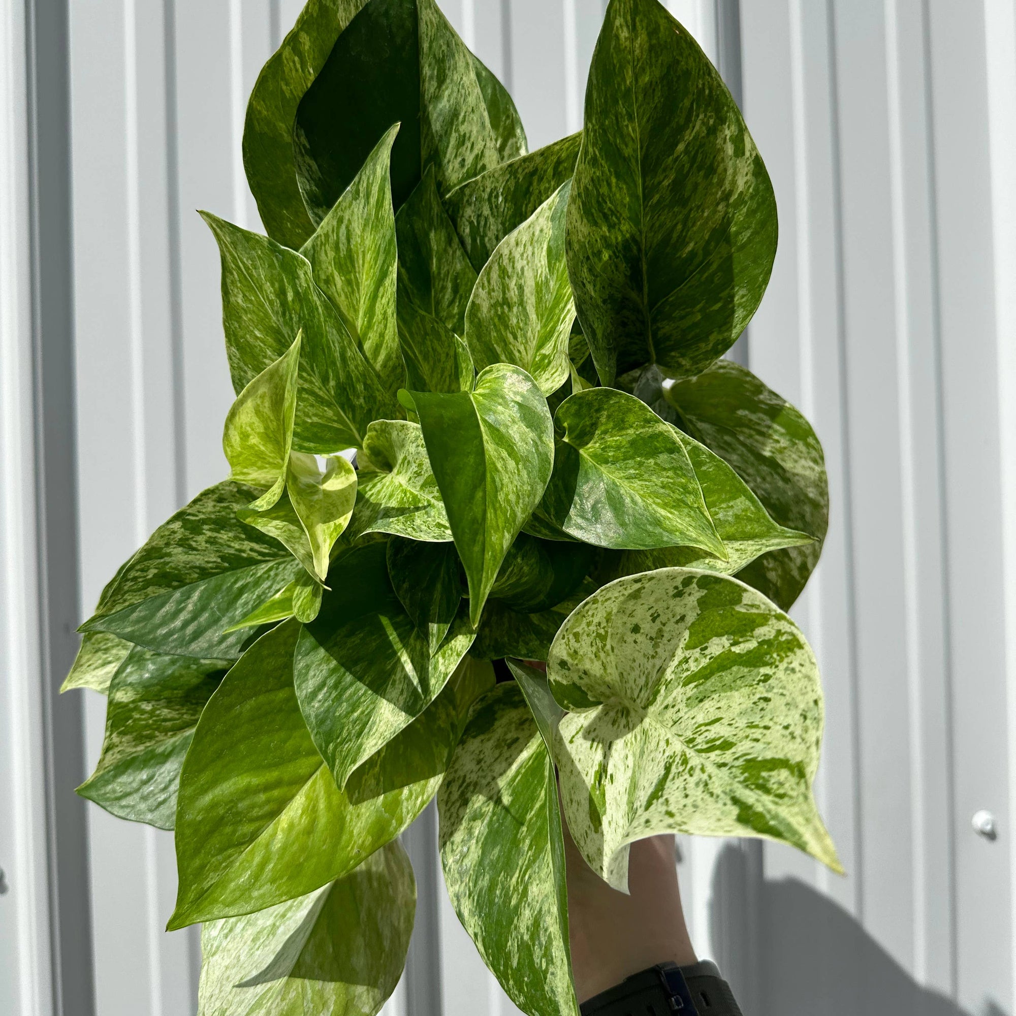 POTHOS Marble Queen - 4in Pot