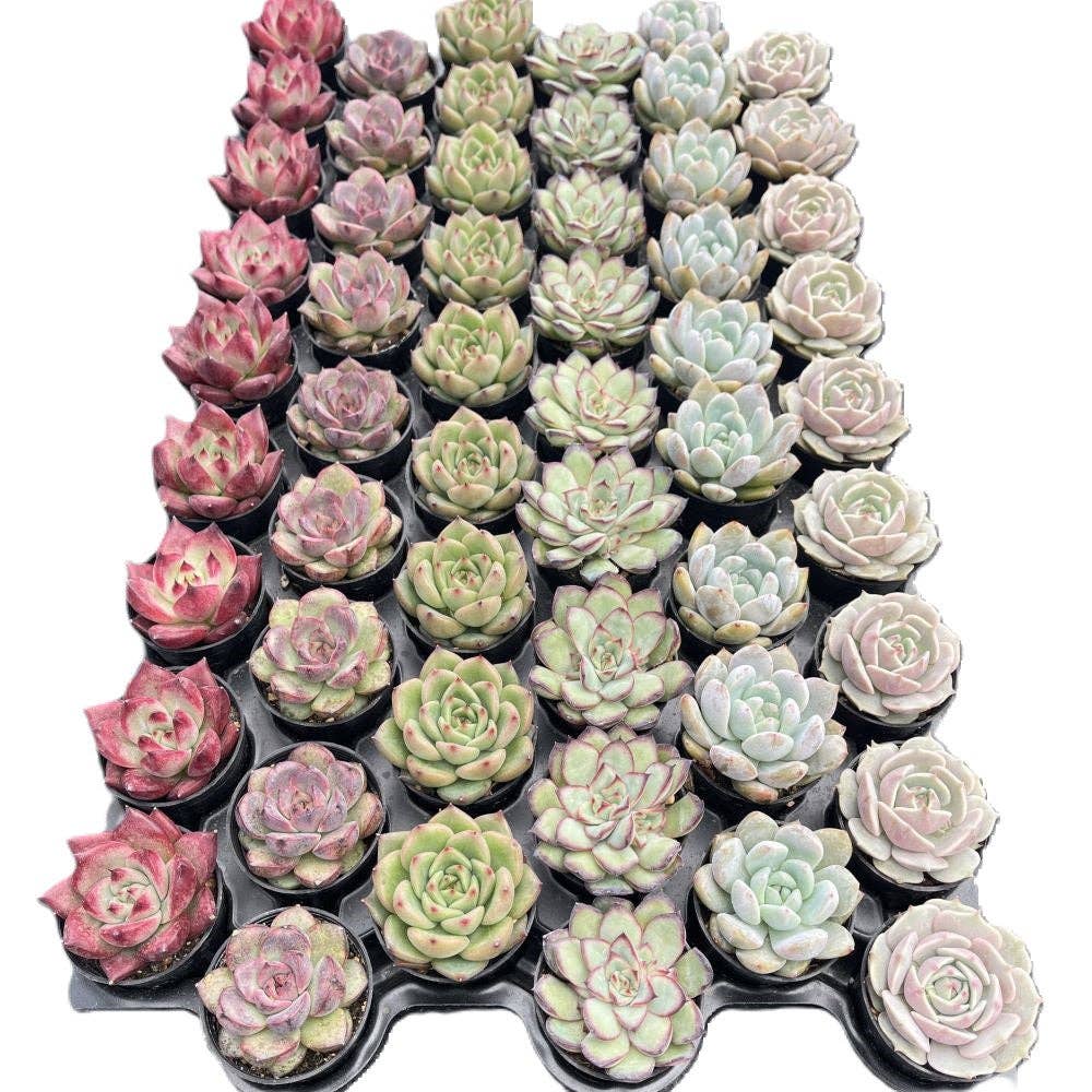 SUCCULENT Rosettes, Assorted - 2" Pots