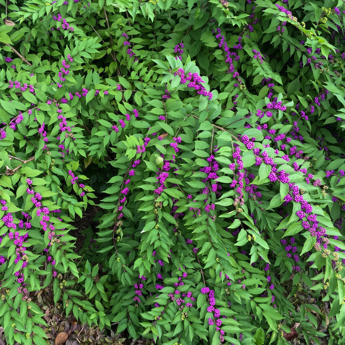 Green foliage with purple berries