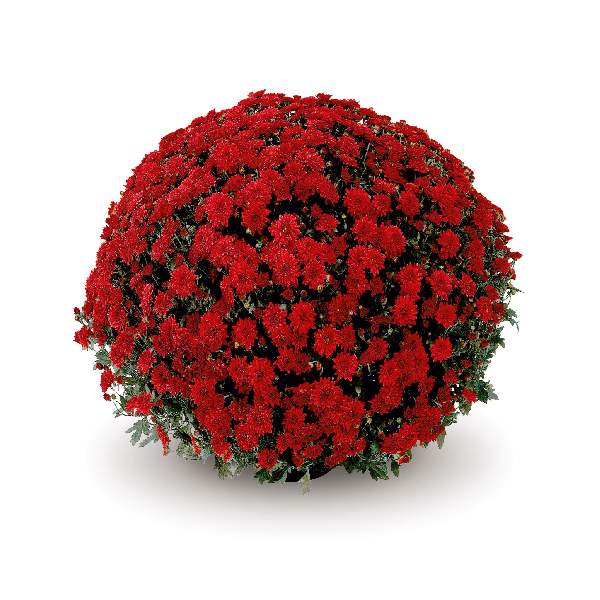 Belgian Mums®