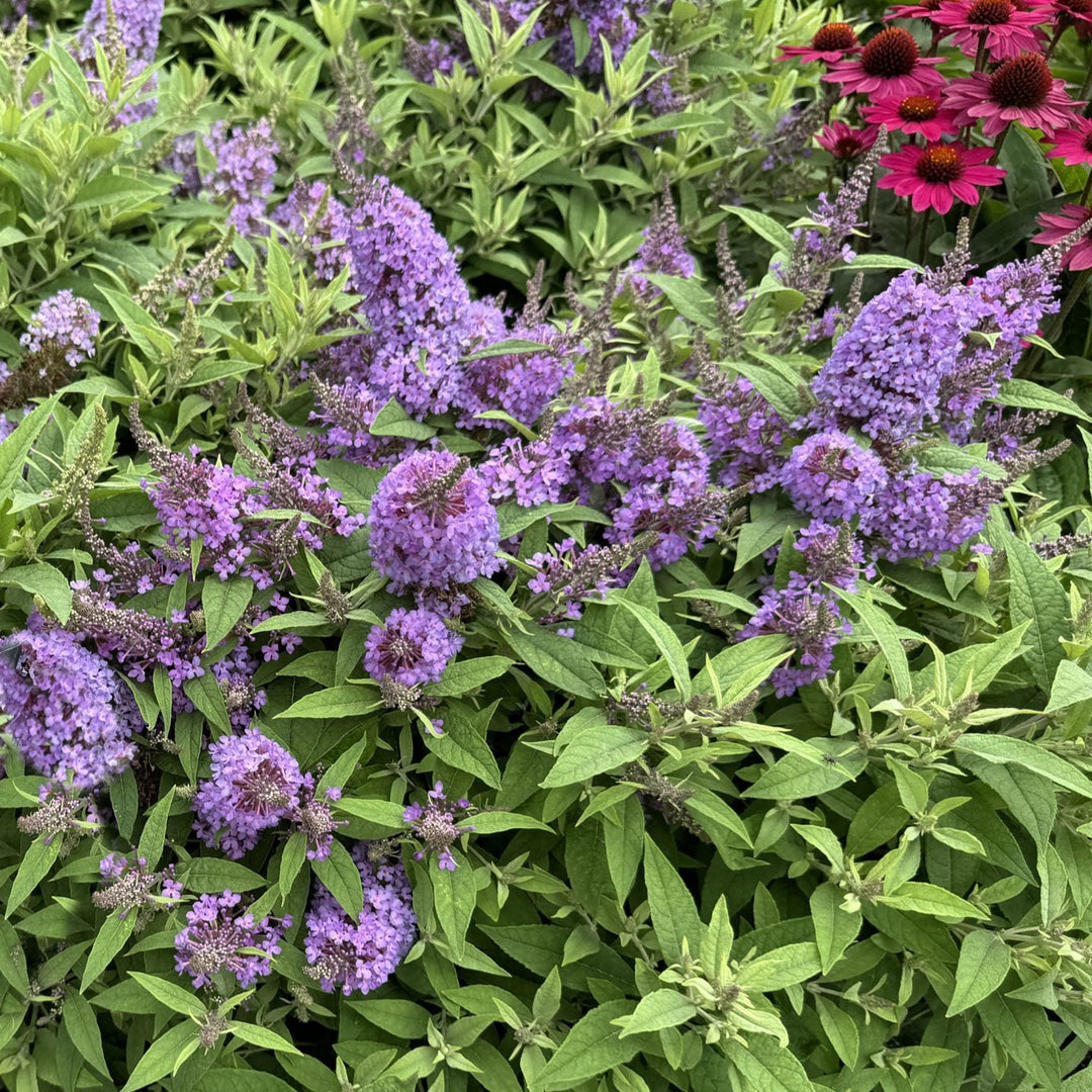 Chrysalis Blue™ Butterfly Bush