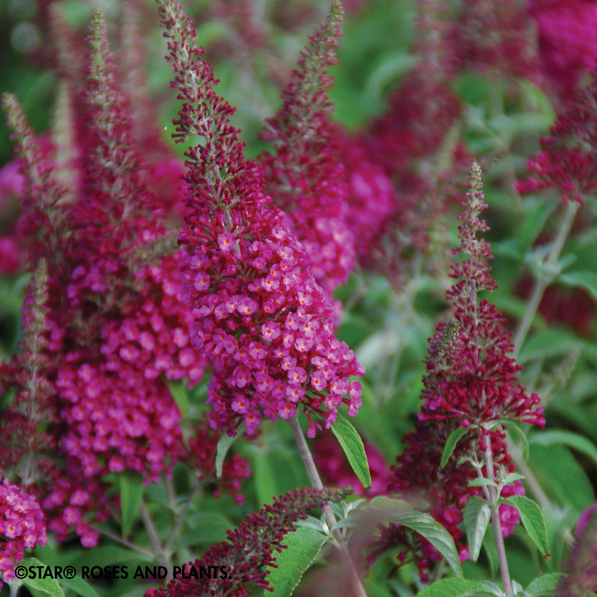 SHRUB CranRazz™ Butterfly Bush