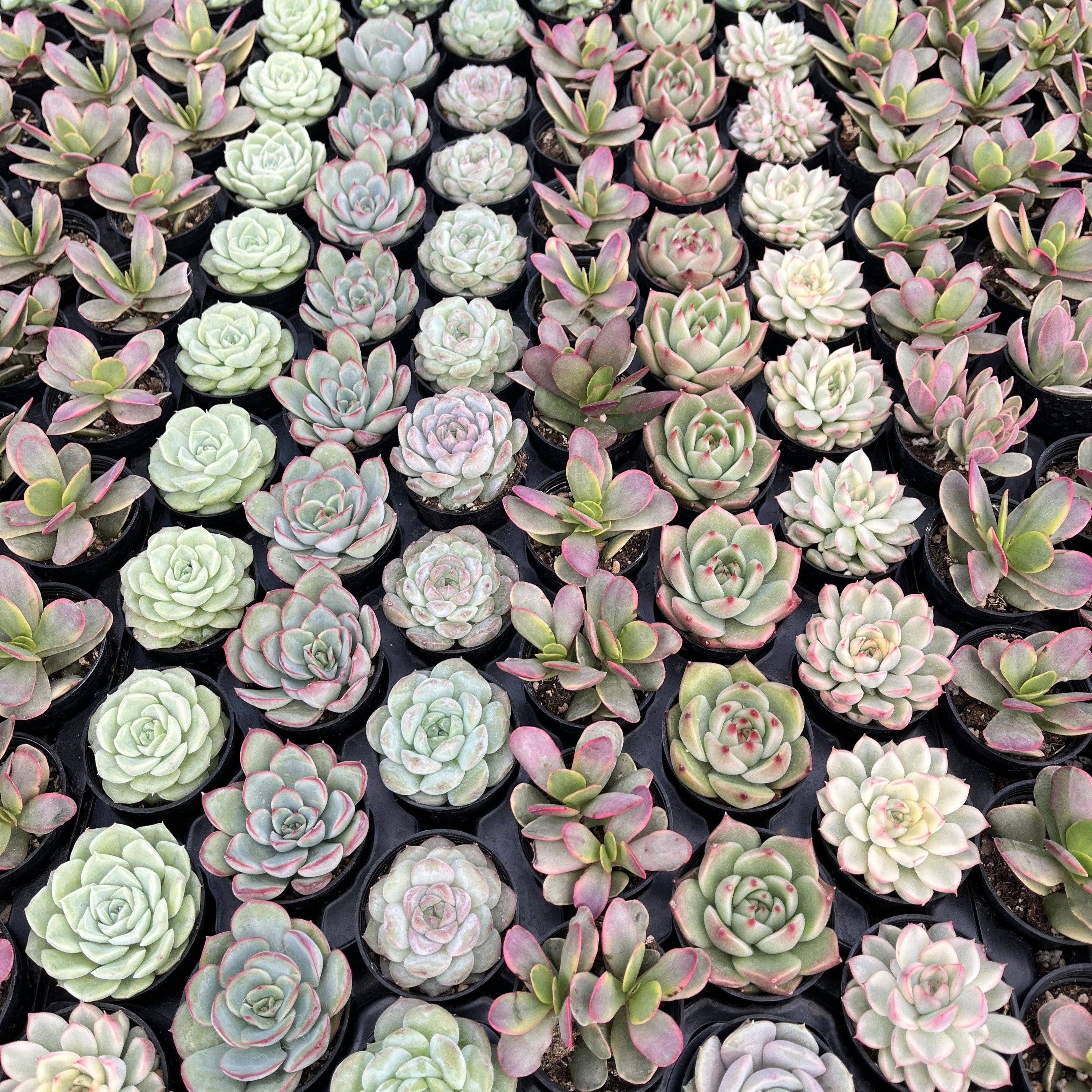SUCCULENT Rosettes, Assorted - 2" Pots