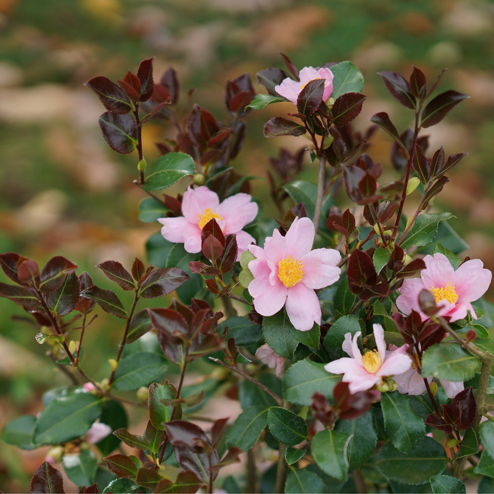 Pink flowers with yellow centers on a plant with green leaves against a blurred natural background