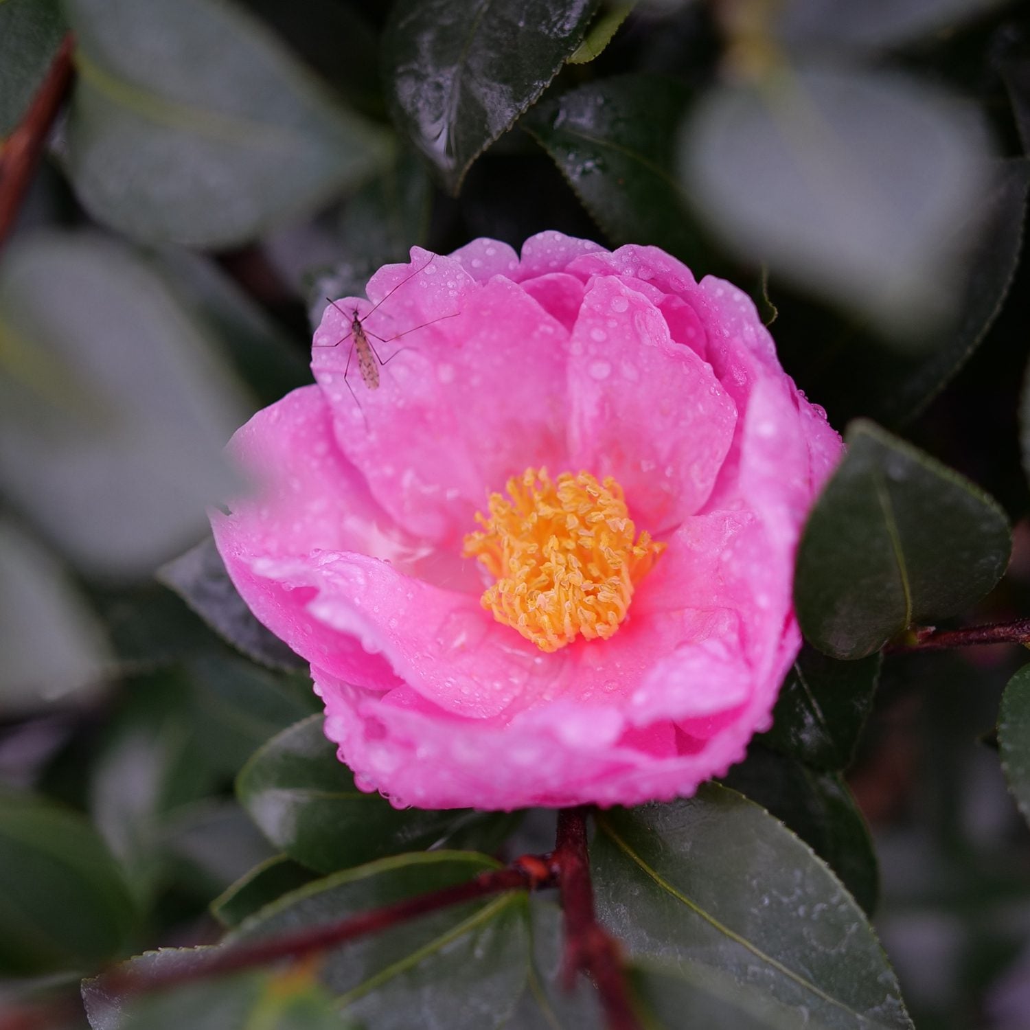 Pink flower with yellow center on a blurred green background