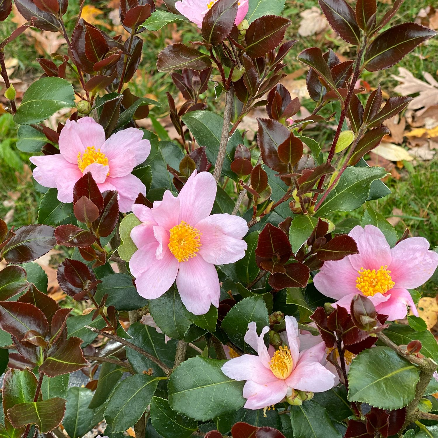 Pink flowers with yellow centers on a bush with green leaves.