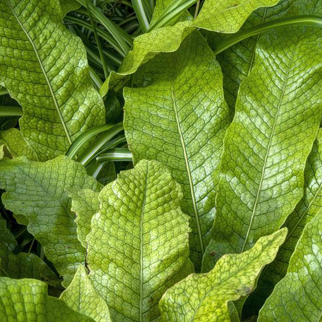 Crocodile Footed Fern 6"