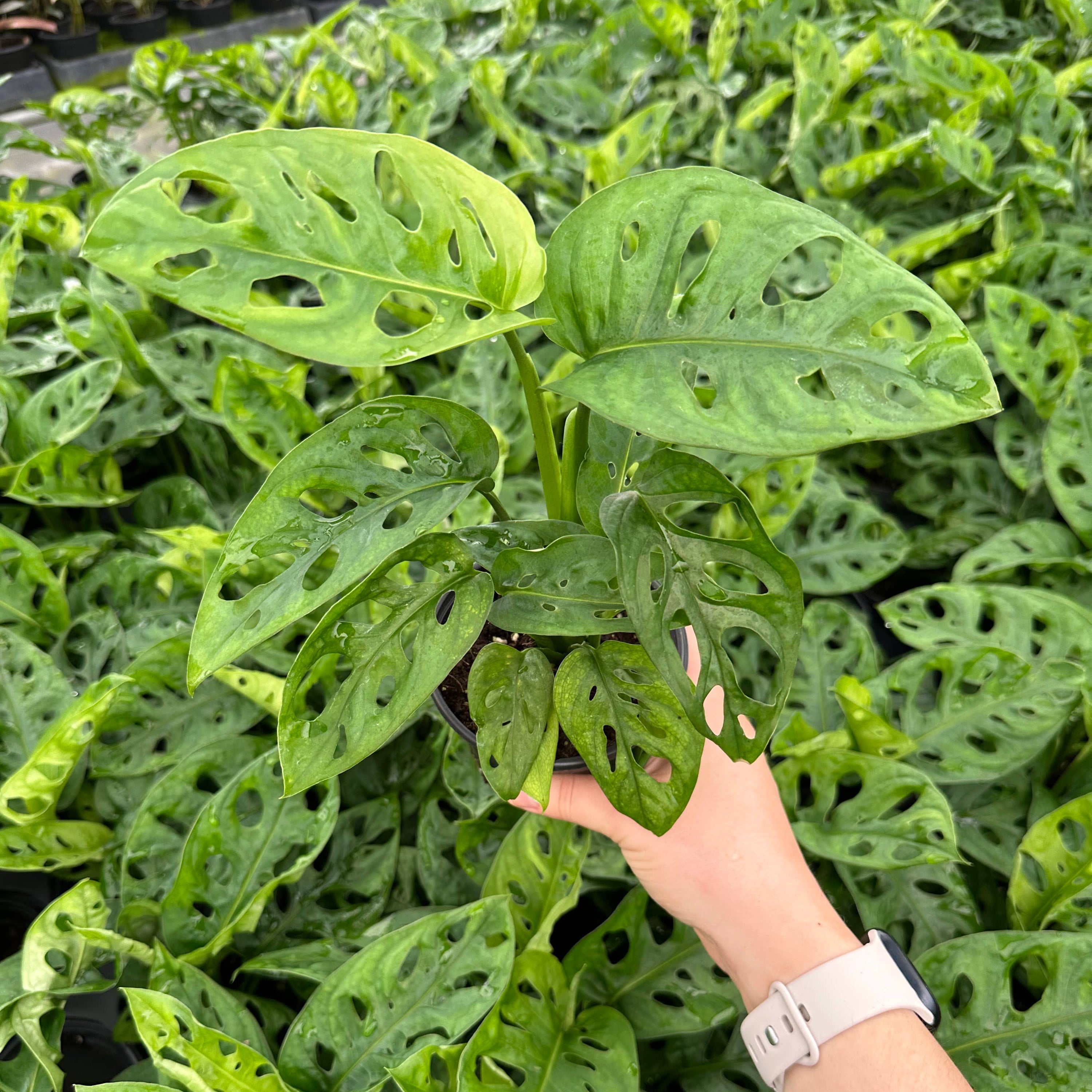 Monstera Adansonii Wide Form 4"