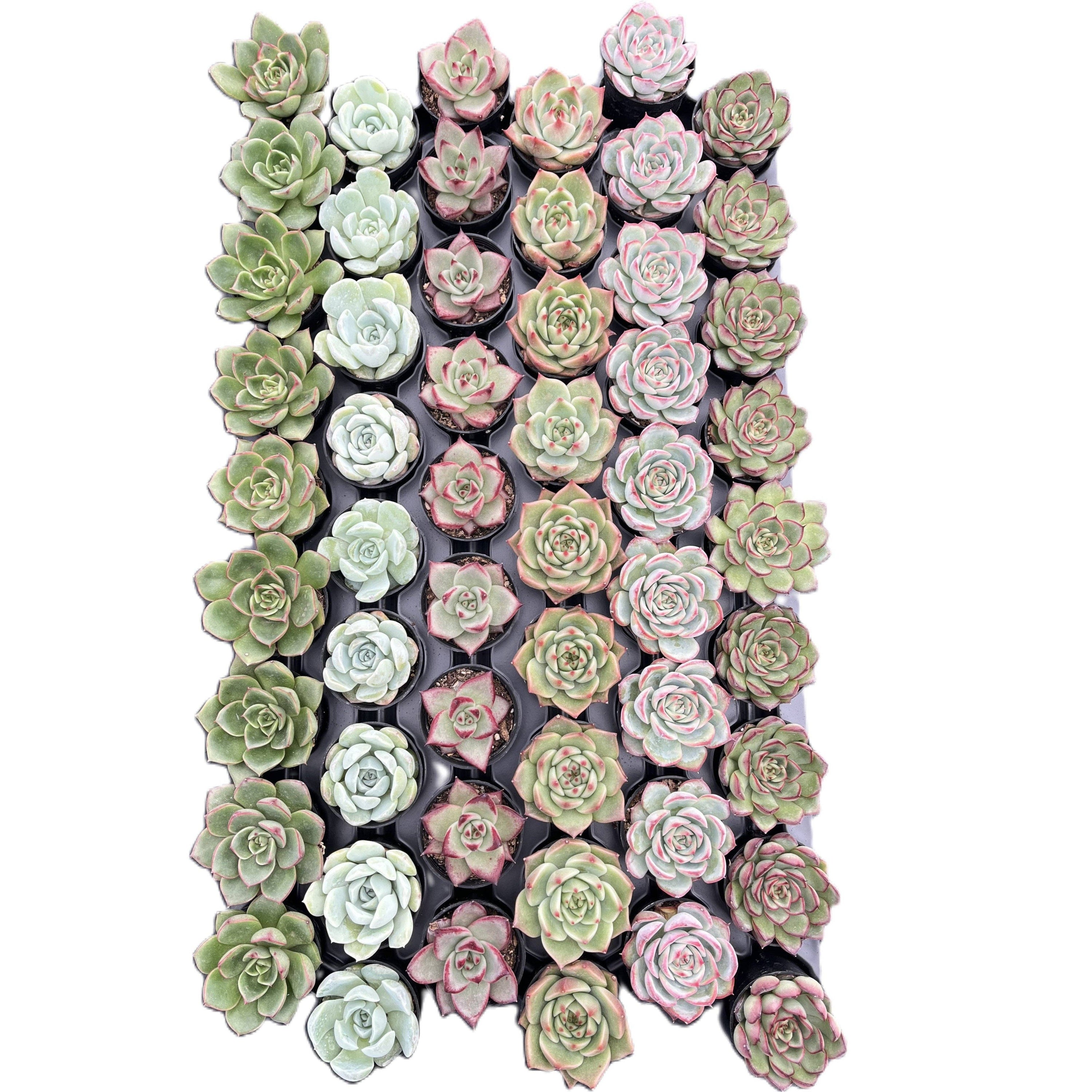 SUCCULENT Rosettes, Assorted - 2" Pots