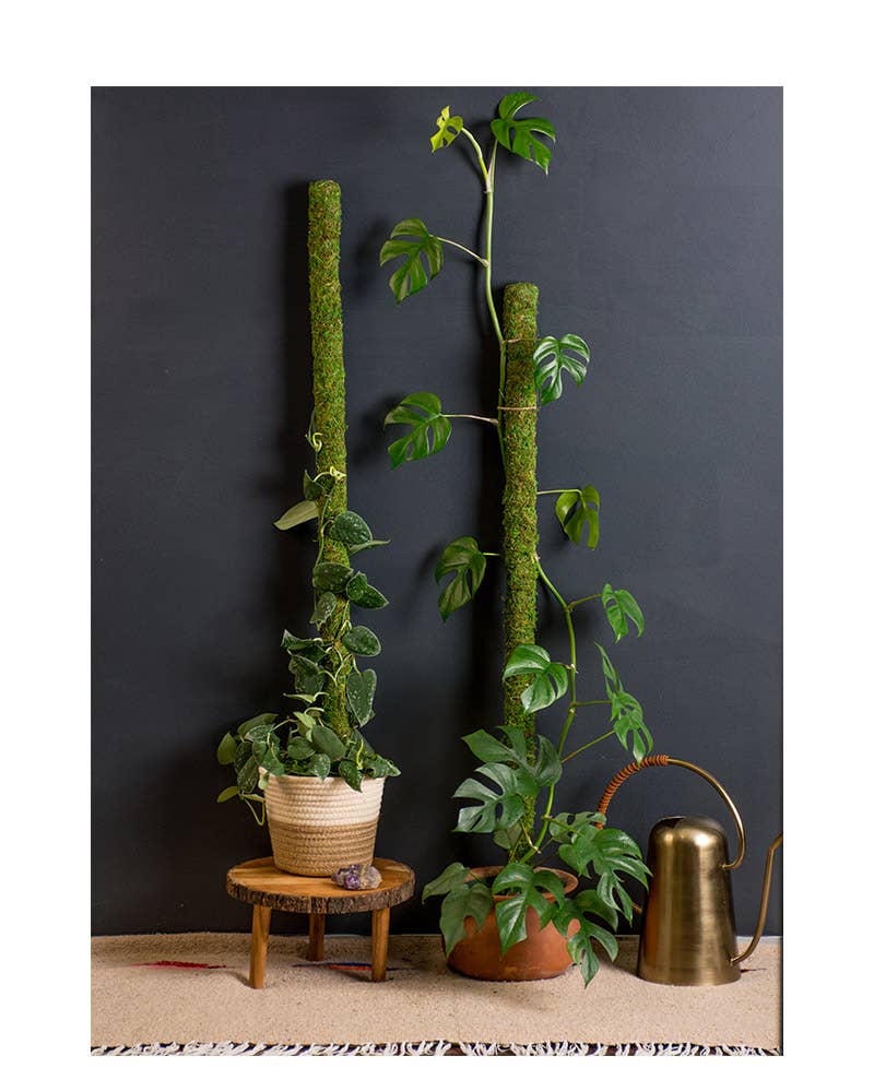 24" SuperMoss Moss Pole