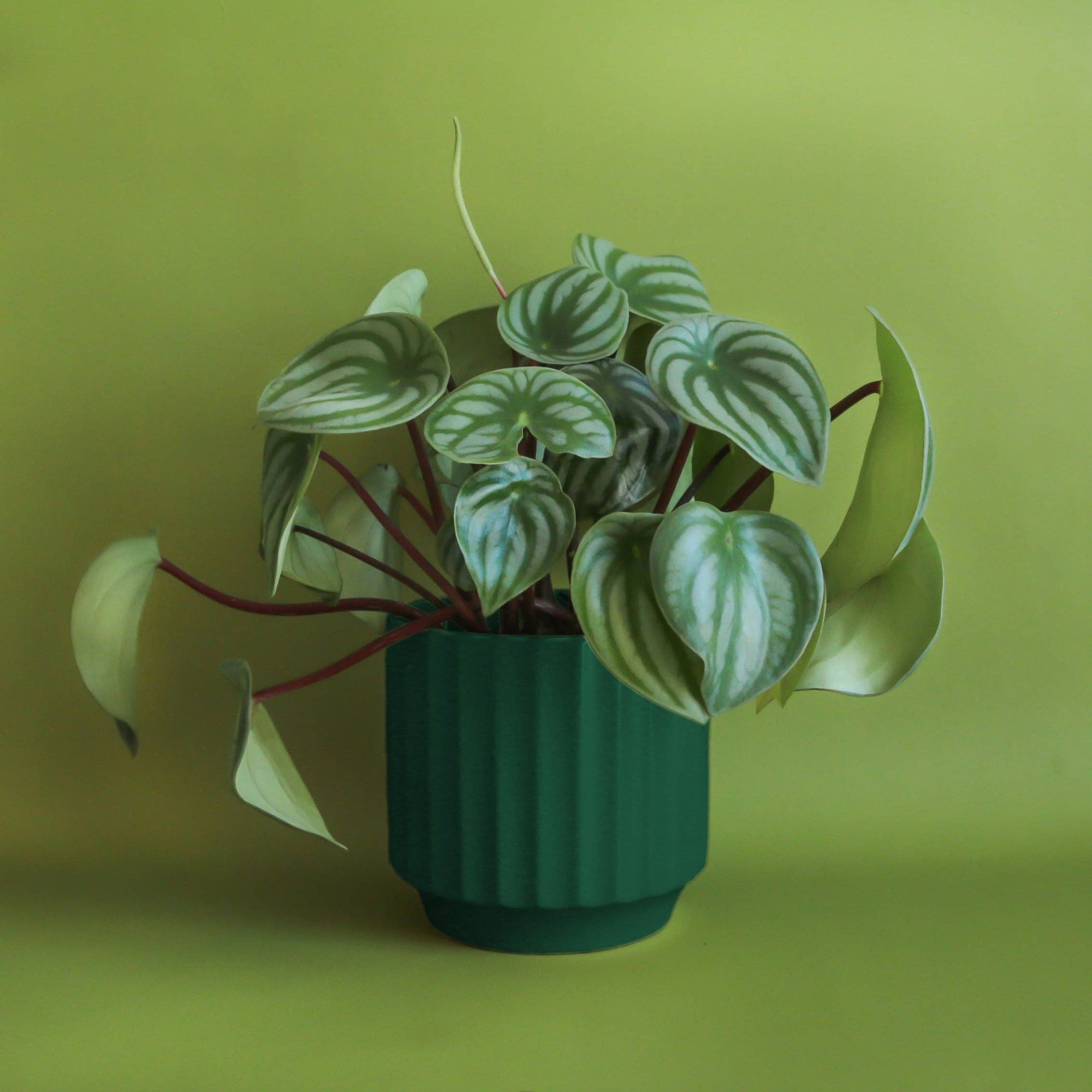 Monroe Planter | Rainforest: 6.75 inch