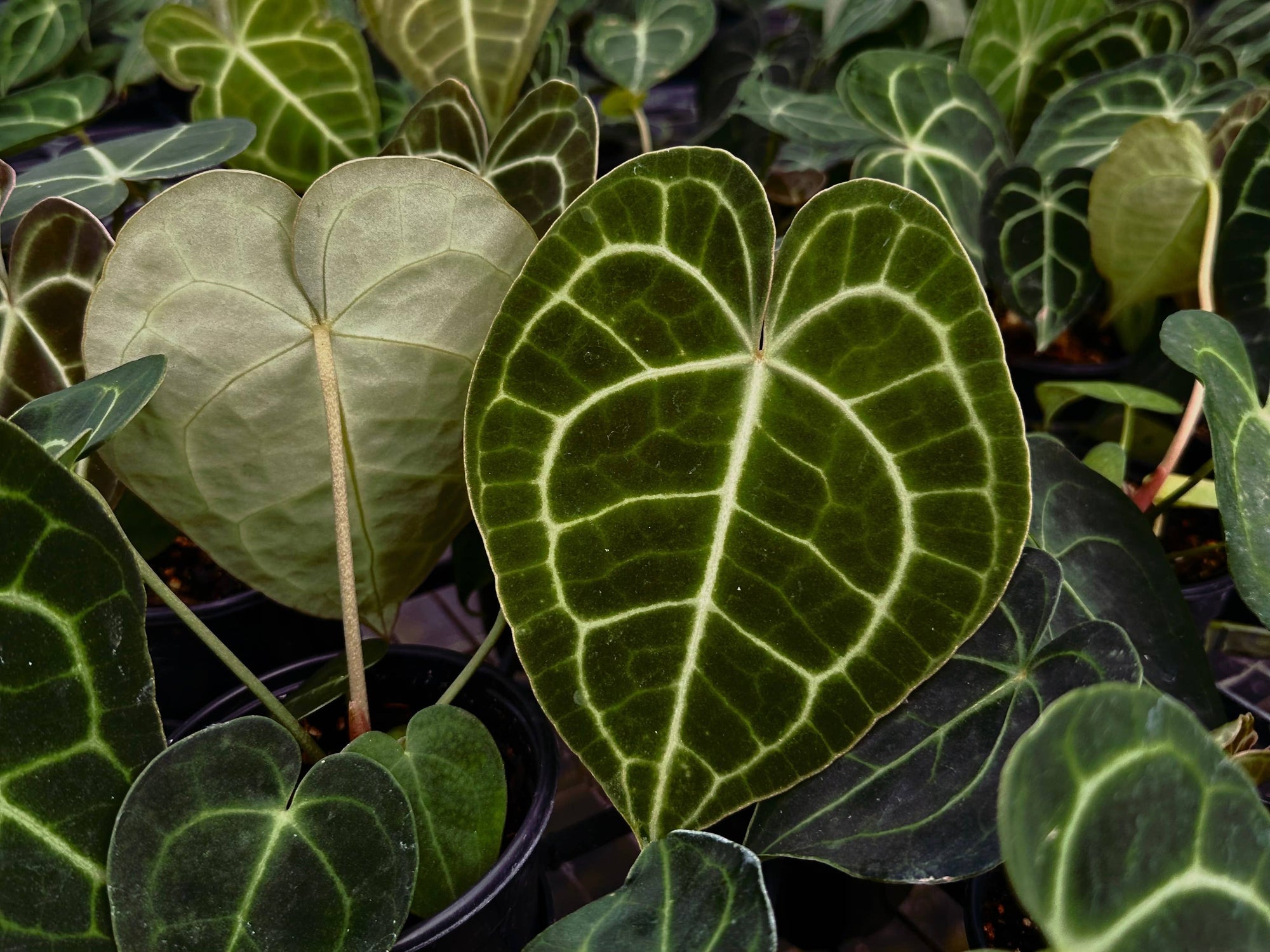 ANTHURIUM Clarinervium Hybrid - 4in Pot