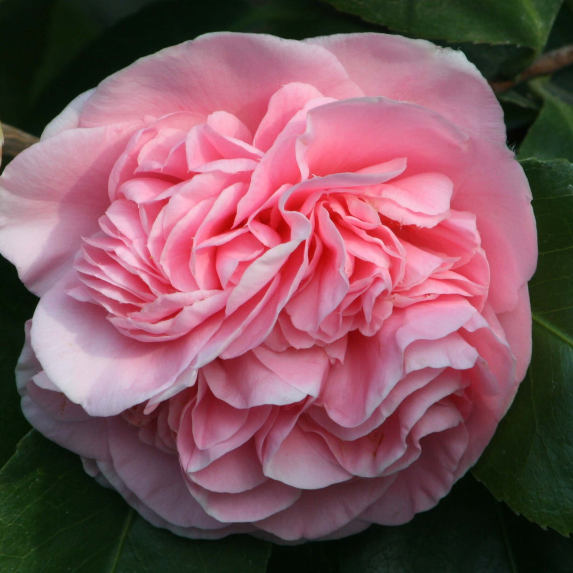 'Debutante' Camellia