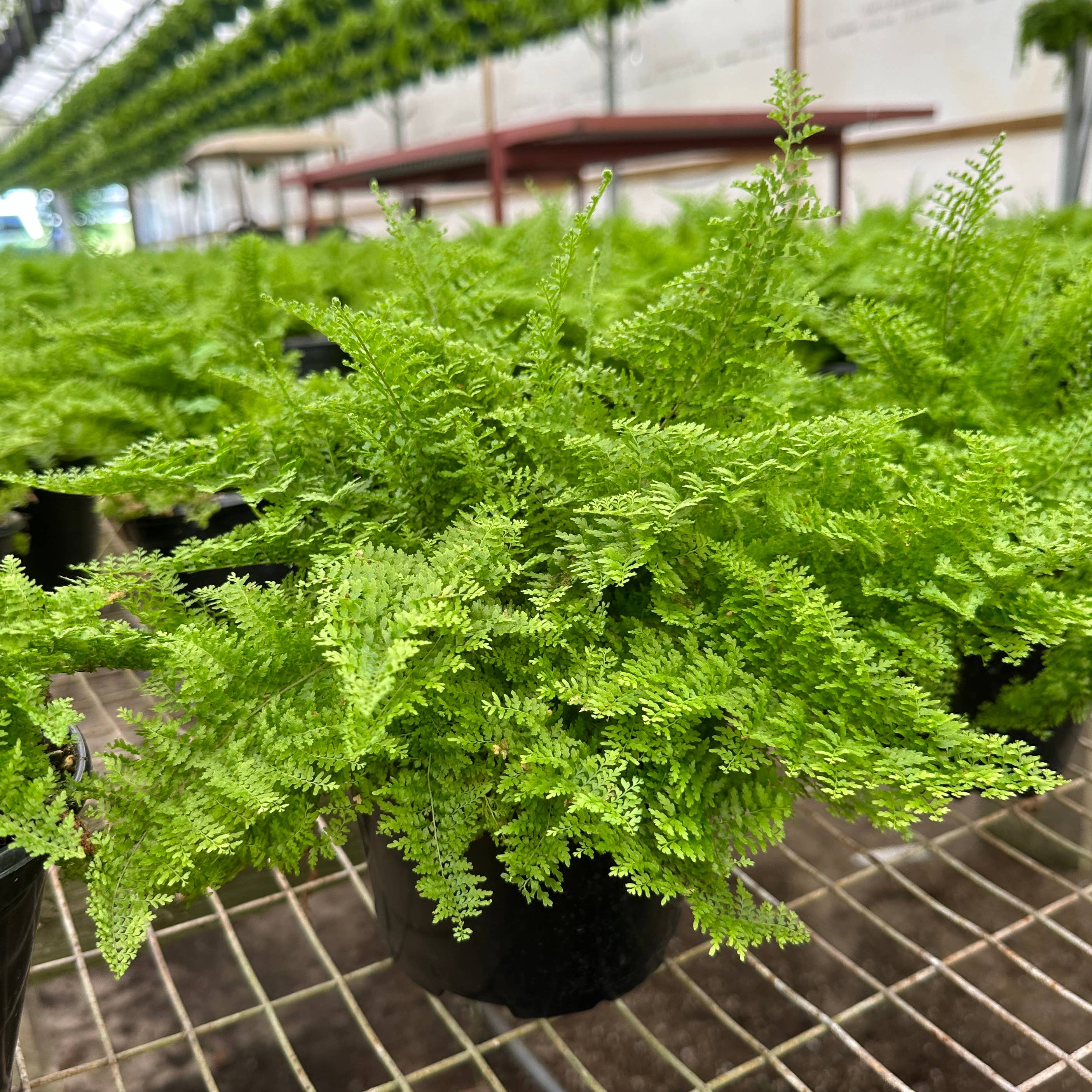 Potted ferns in a greenhouse setting