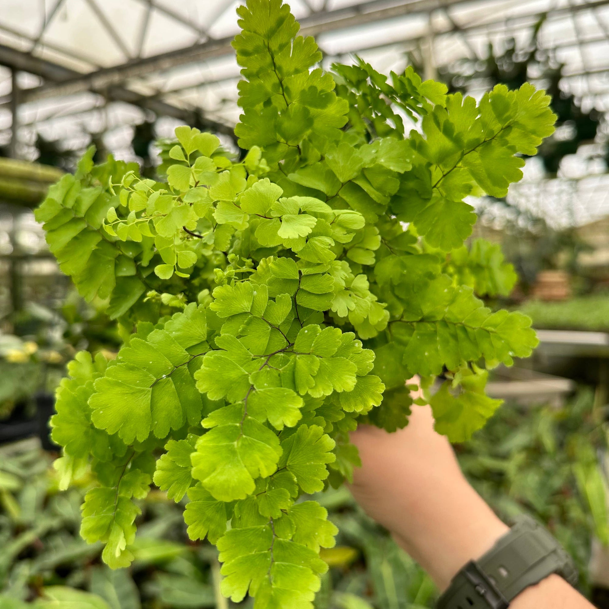 Person holding a bundle of green maidenhair fern in a greenhouse setting