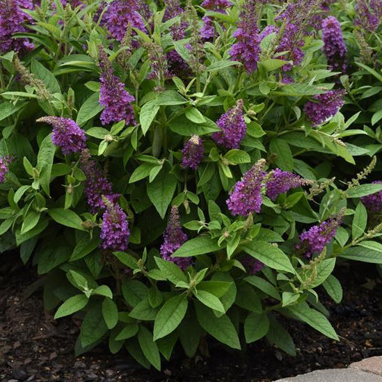 Chrysalis Blue™ Butterfly Bush