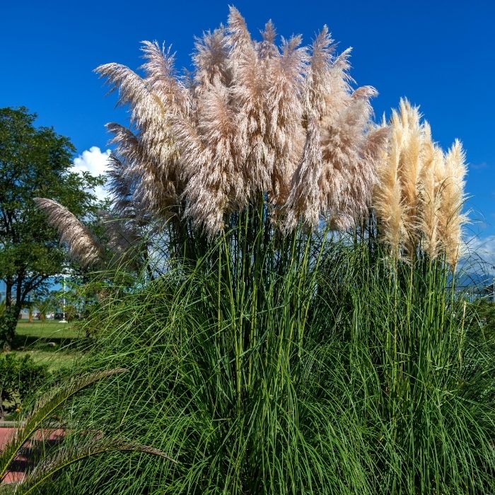 Dwarf Pampas Grass
