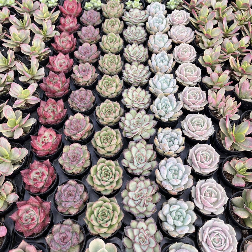 SUCCULENT Rosettes, Assorted - 2" Pots
