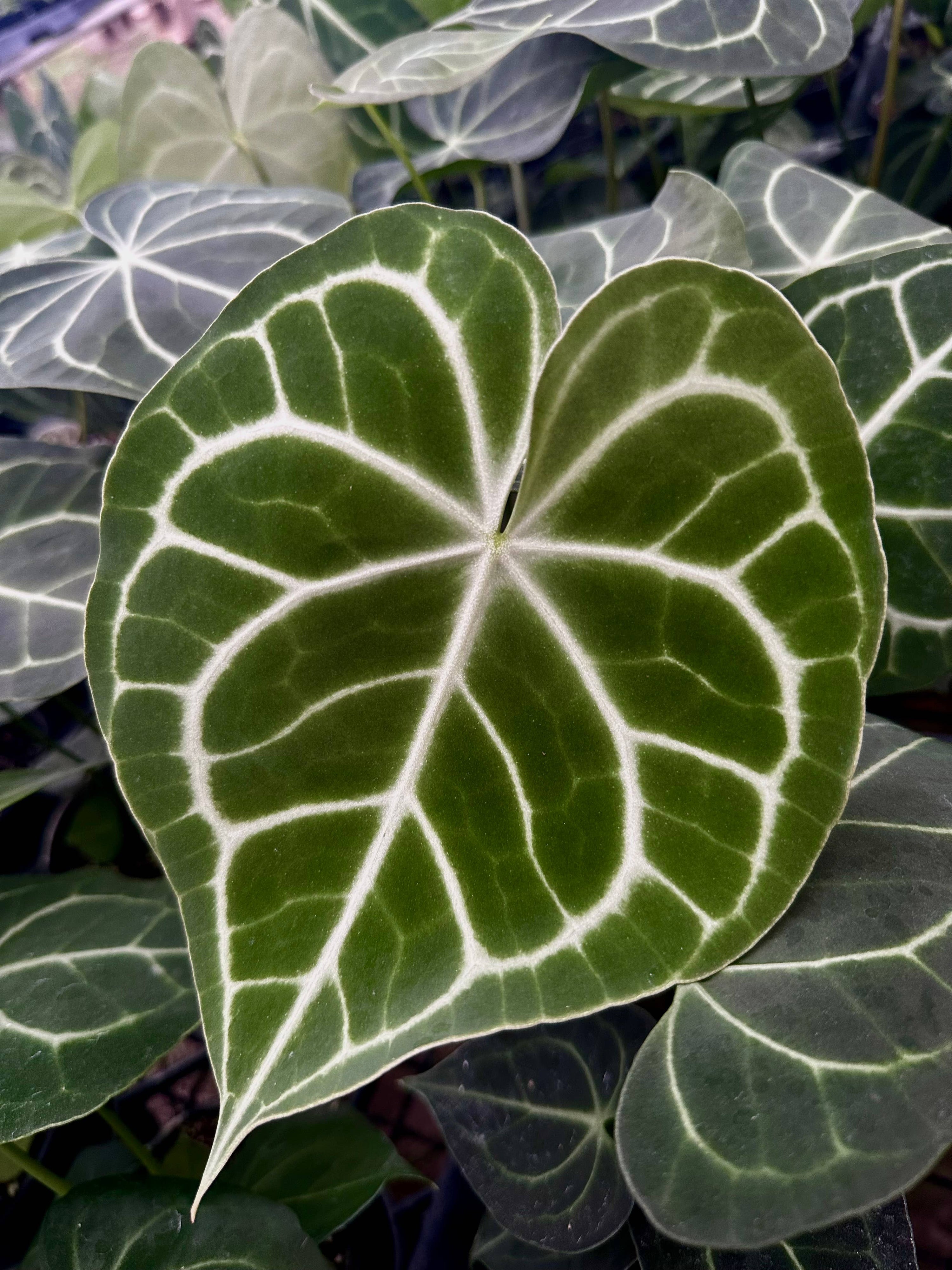 ANTHURIUM Clarinervium Hybrid - 4in Pot