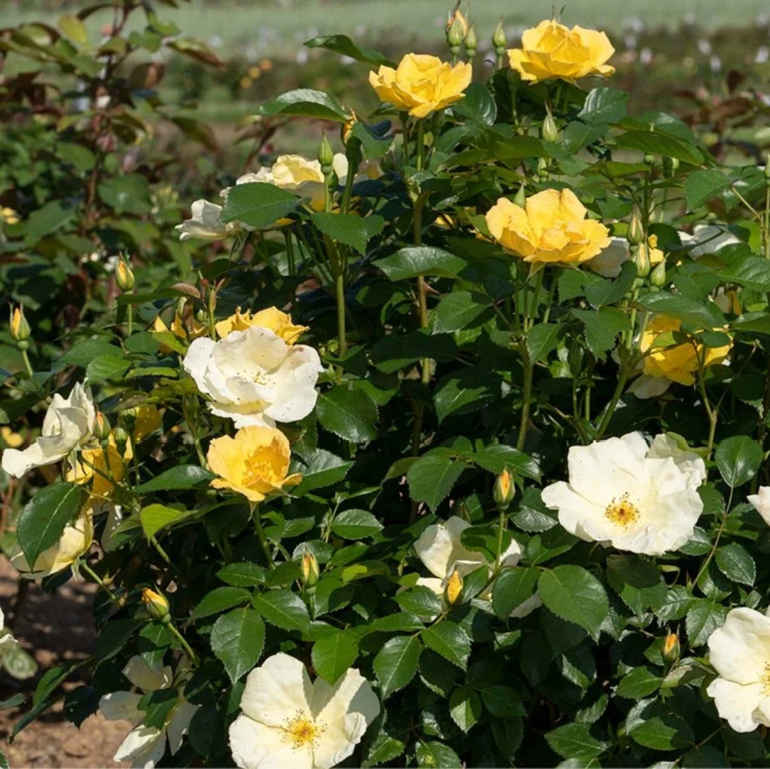 Bush of white and yellow flowers with green leaves in a garden setting.