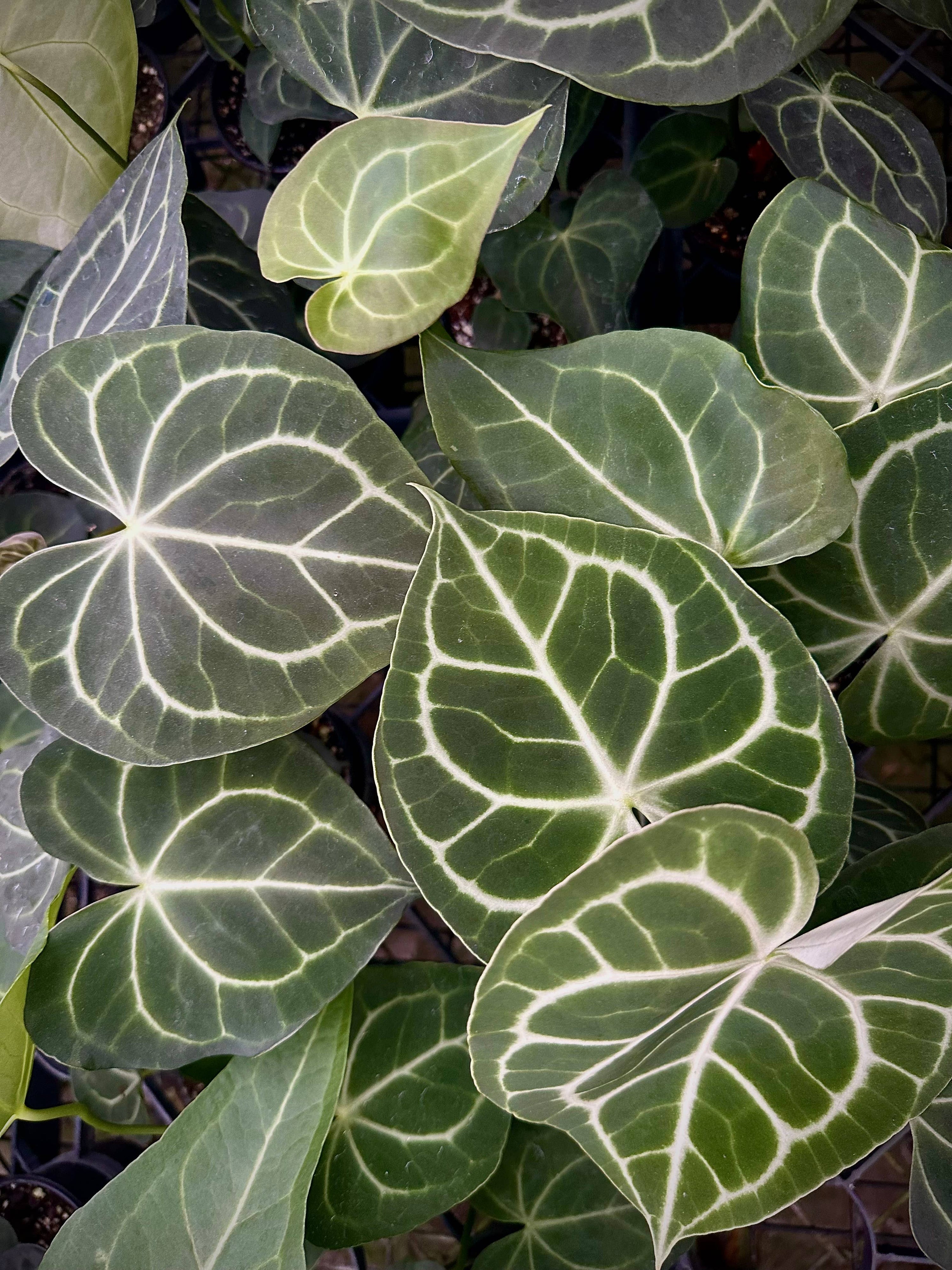 ANTHURIUM Clarinervium Hybrid - 4in Pot