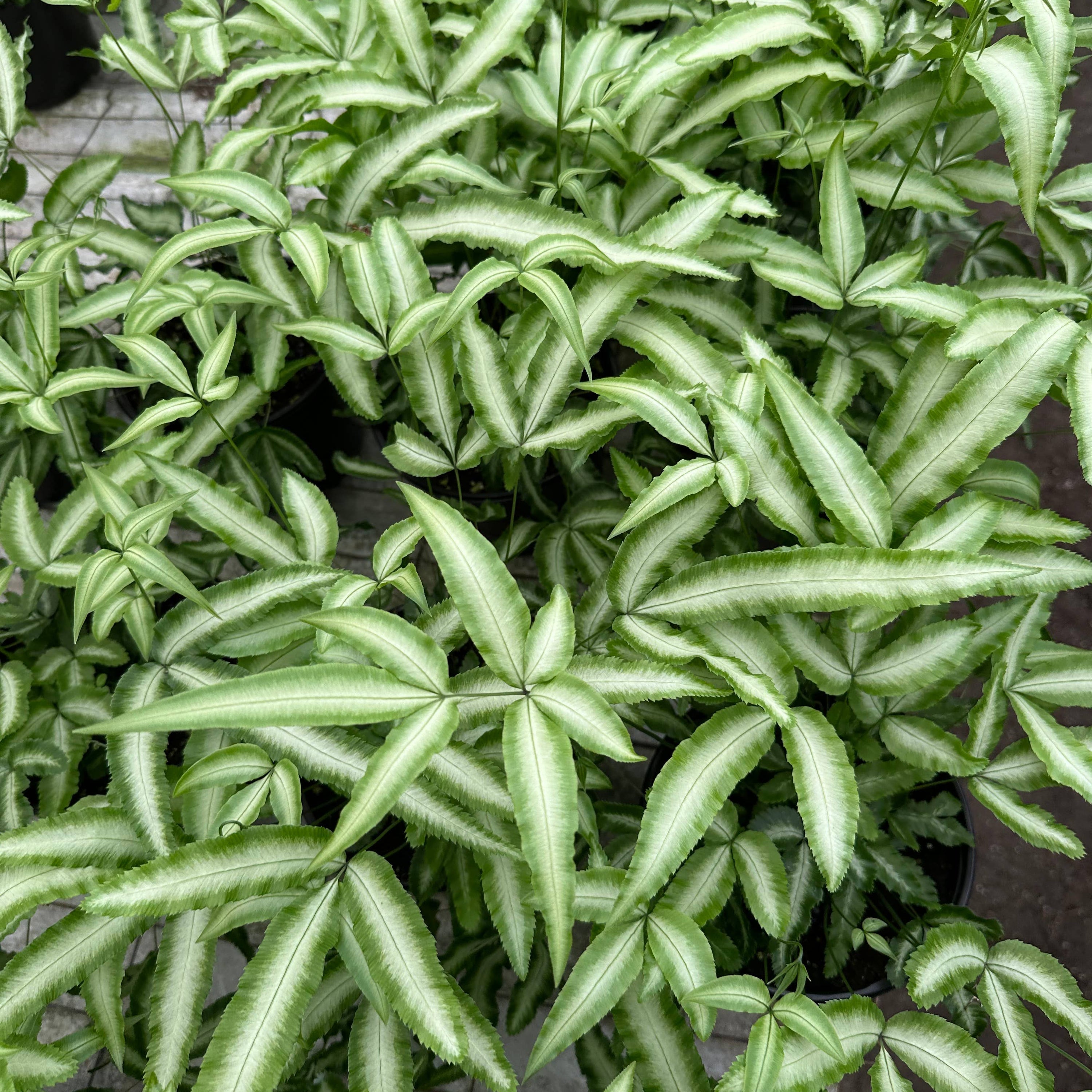 FERN Pteris Silver Ribbon - 4in Pot