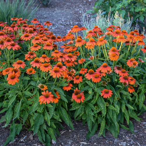 Echinacea Sombrero® Adobe Orange