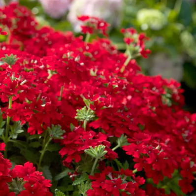 Close-up of vibrant red flowers with green leaves
