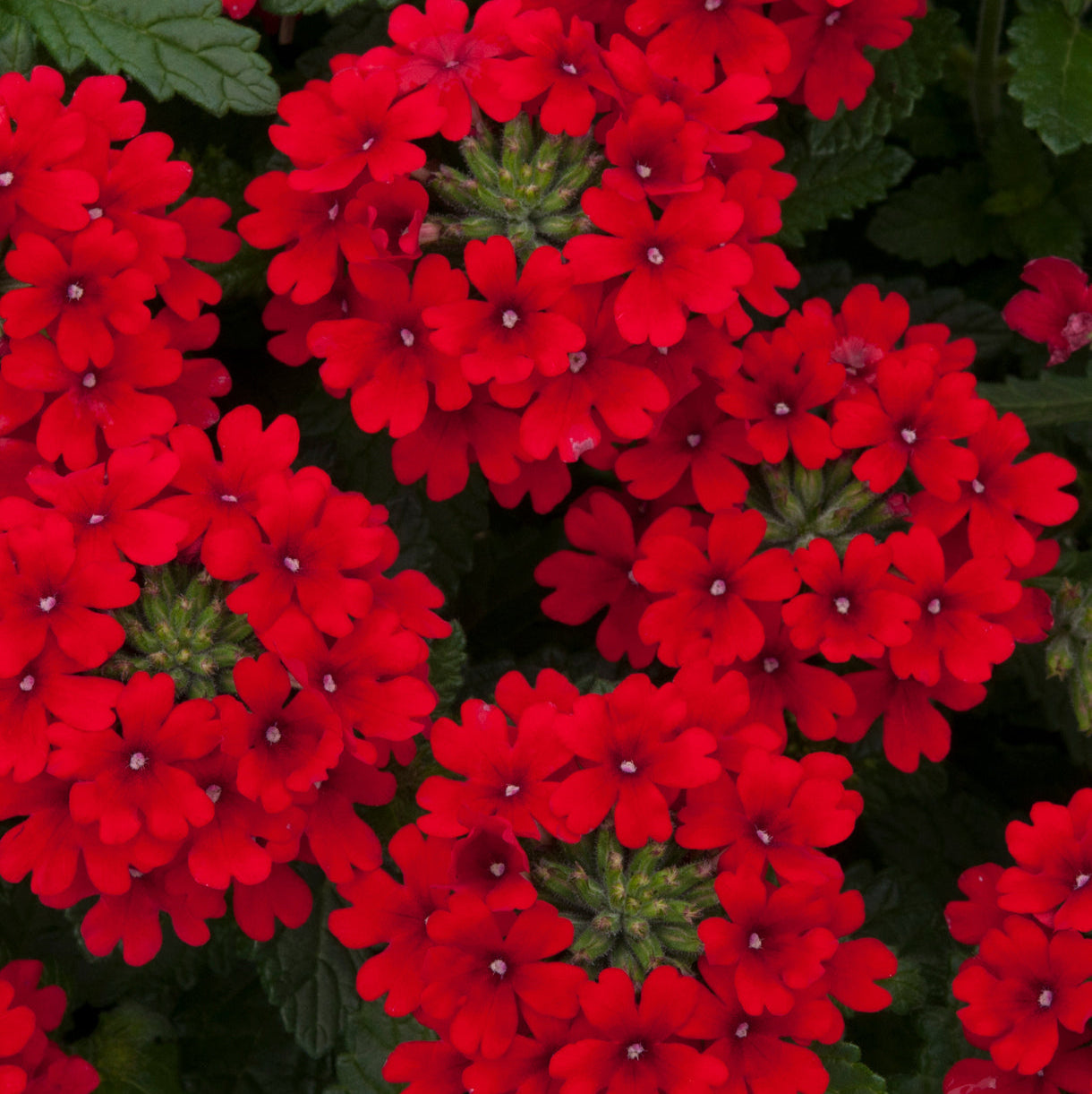 Close-up of bright red flowers with green leaves