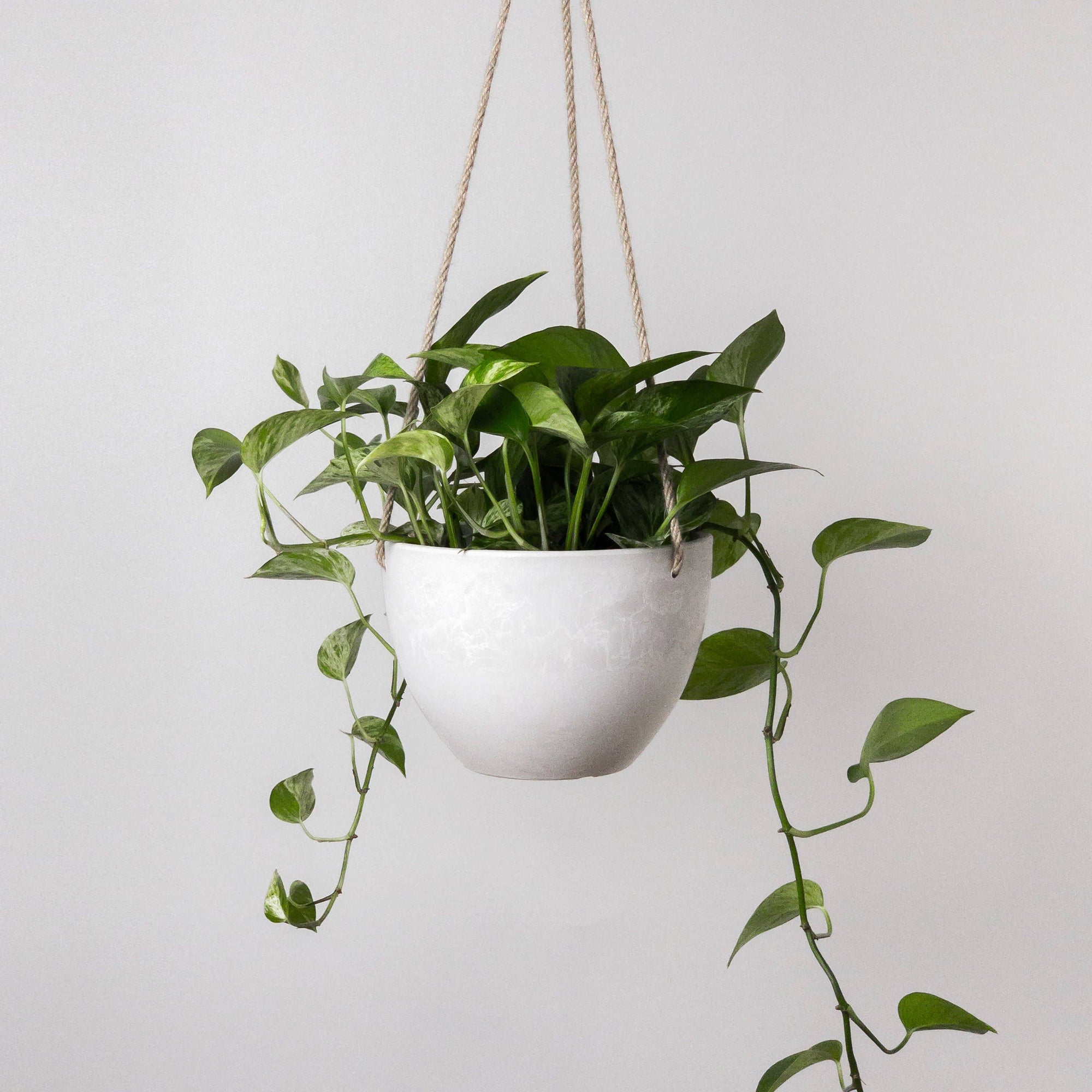 8" Signature Hanging Planter | 
Olive Sage