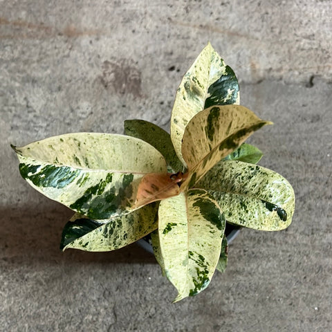 FICUS Elastica 'Shivereana Moonshine' 6"