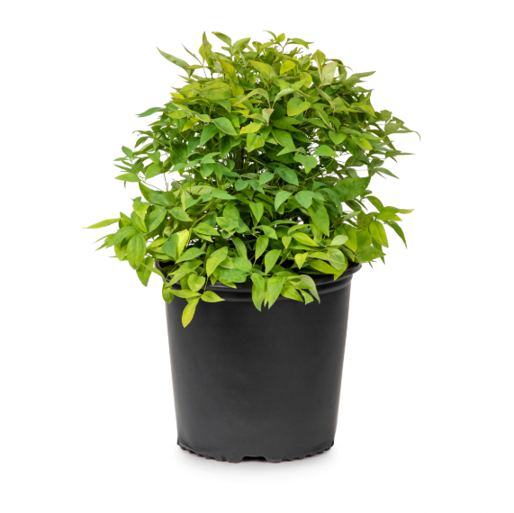 'Fire Power' Nandina