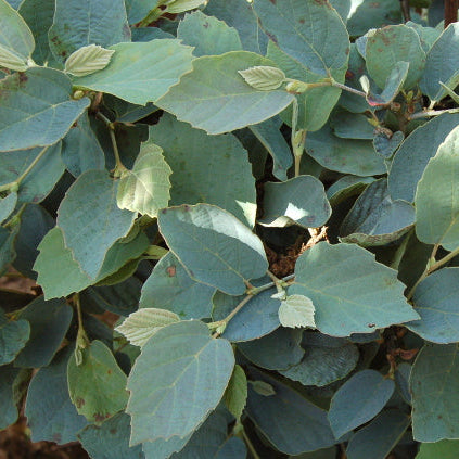 'Mount Airy' Fothergilla