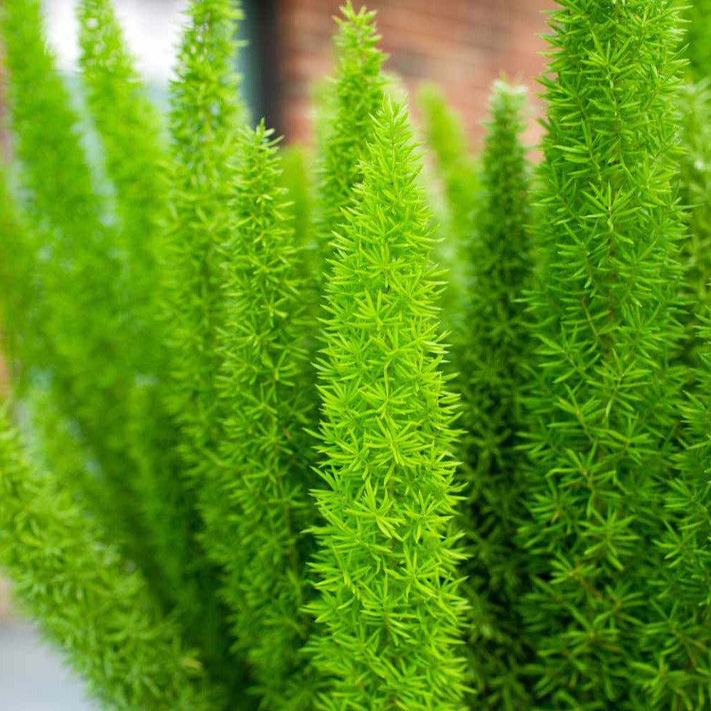 Close-up of a green plant with a blurred background