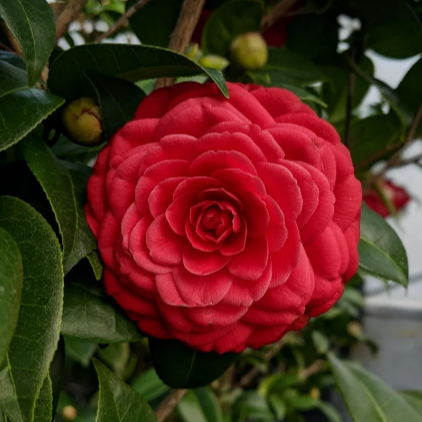 ‘Glen 40’ Camellia