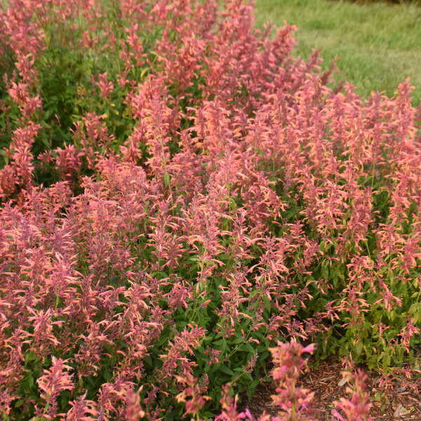 PERENNIAL Guava Lava Agastache