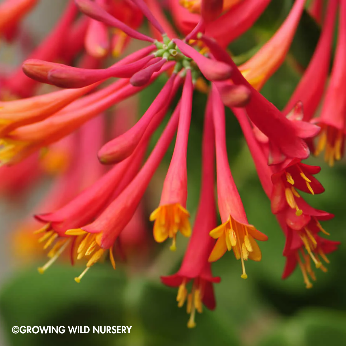 PERENNIAL VINE 'Leo' Honeysuckle