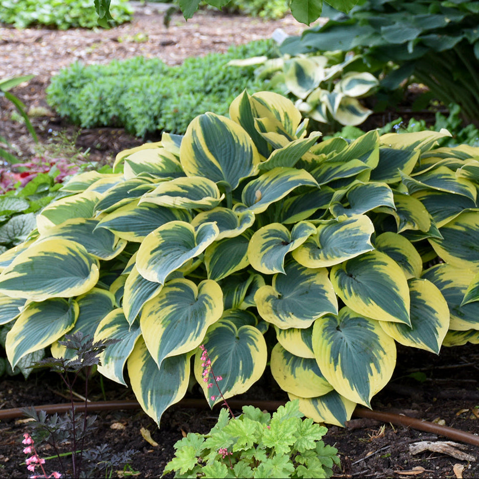 Variegated green and yellow leaves in a garden setting
