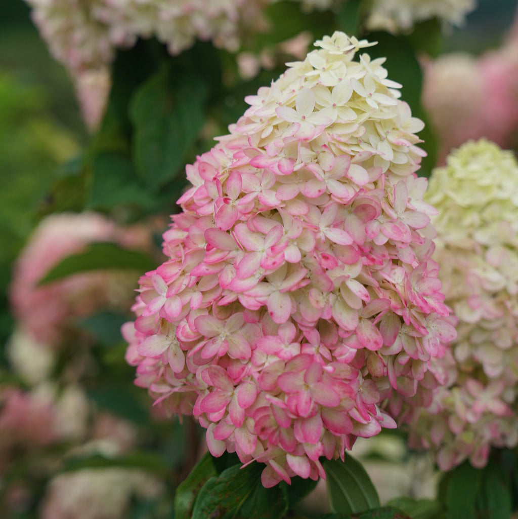 Panicle Hydrangea Limelight Prime®